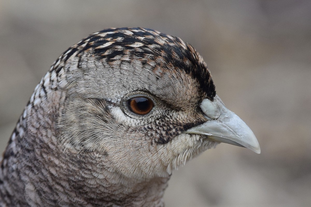 Ring-necked Pheasant - ML309362871