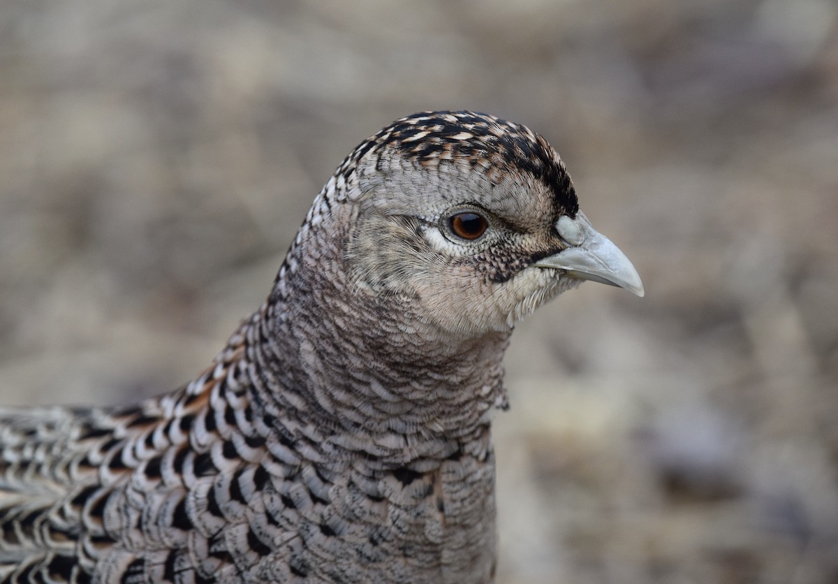 Ring-necked Pheasant - ML309362891