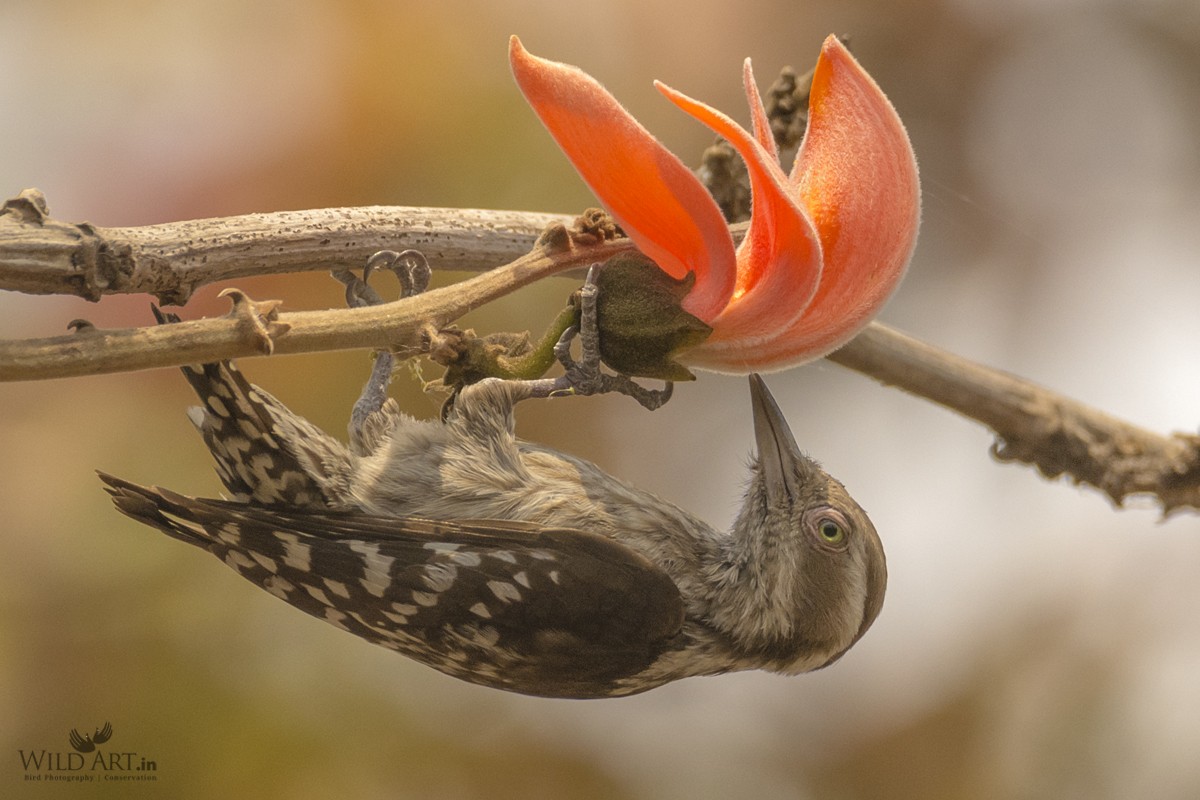 Brown-capped Pygmy Woodpecker - ML309363001
