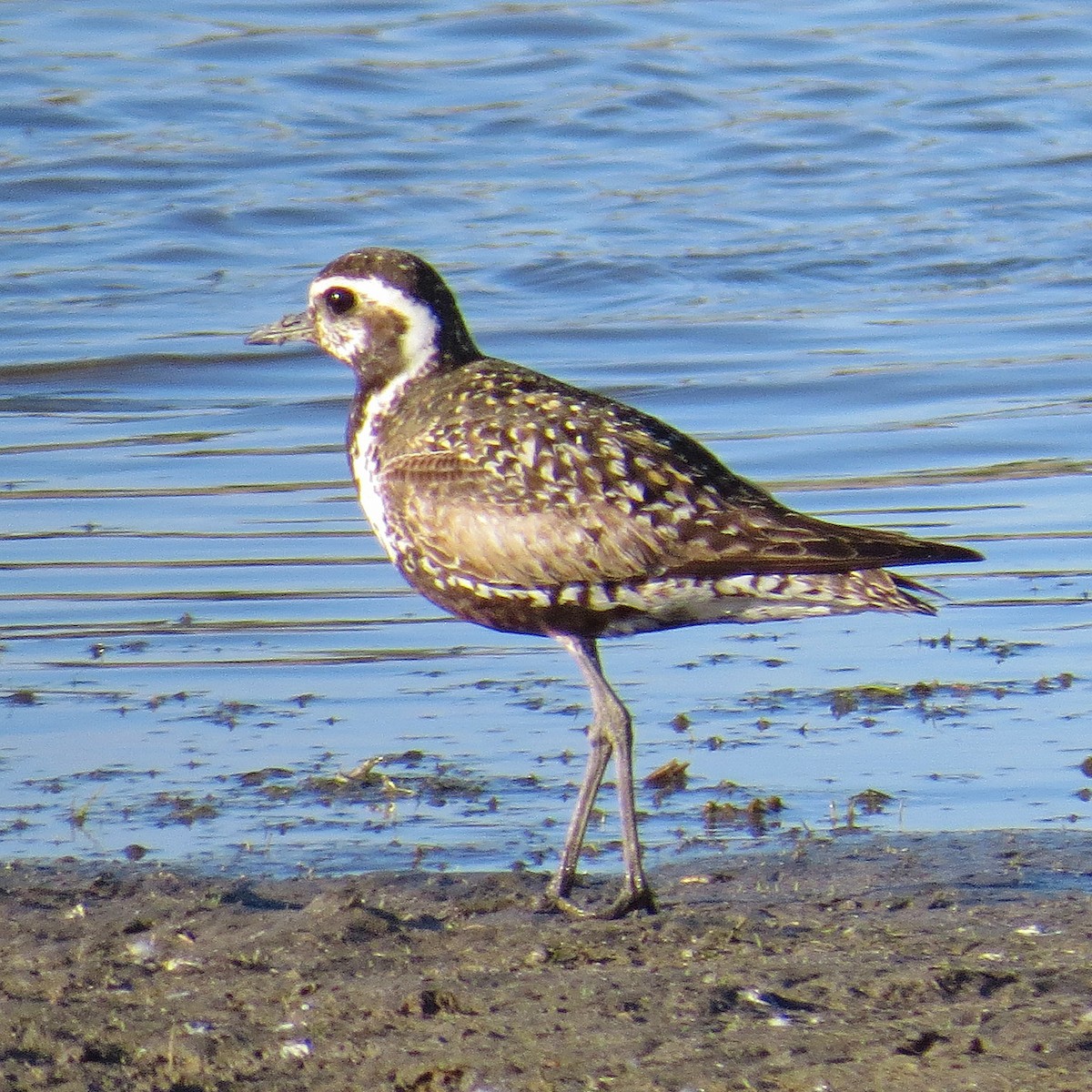 Pacific Golden-Plover - Donald Sutherland