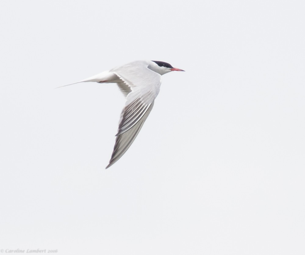 Common Tern - ML30937141