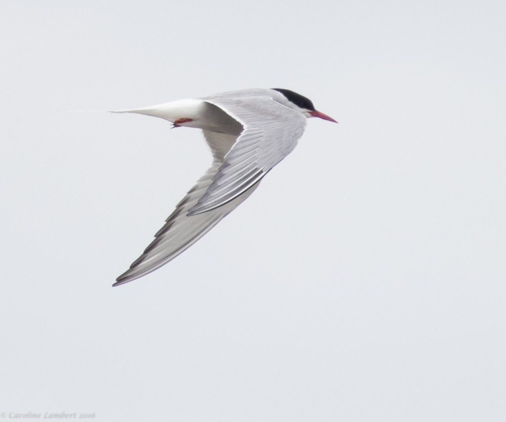 Arctic Tern - ML30937211