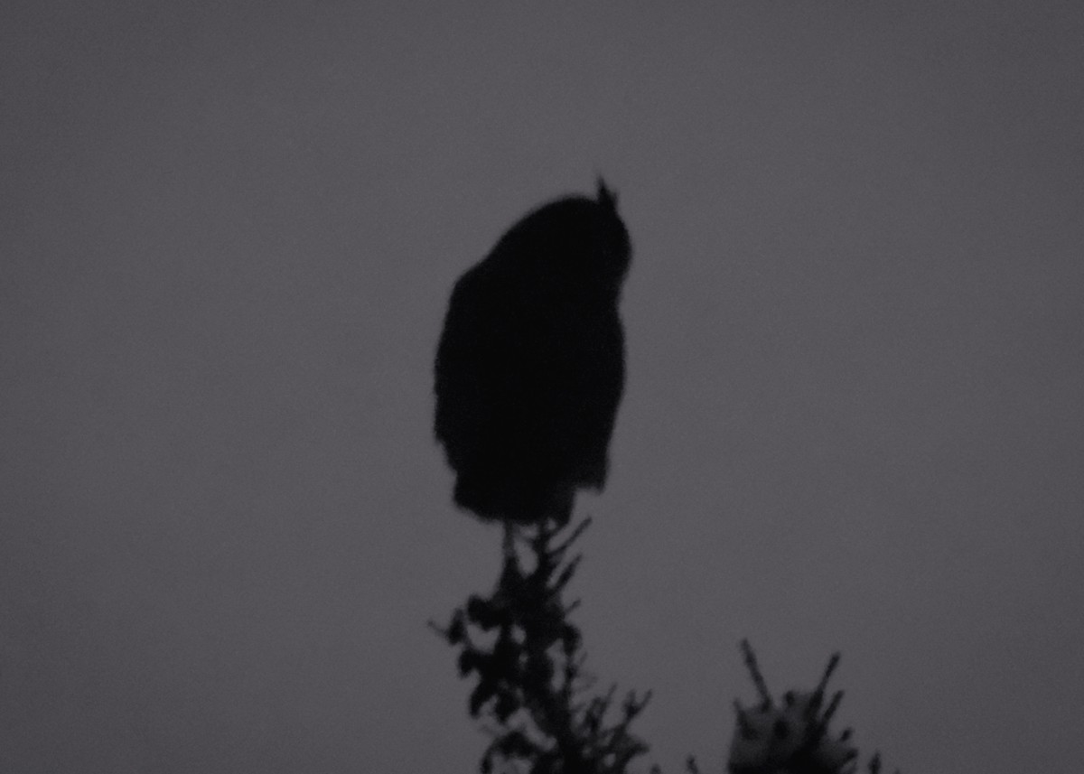 Great Horned Owl - ML309374921