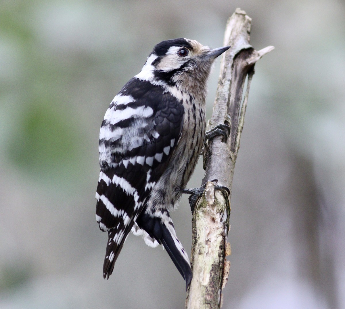 Lesser Spotted Woodpecker - Cihan Babuccu