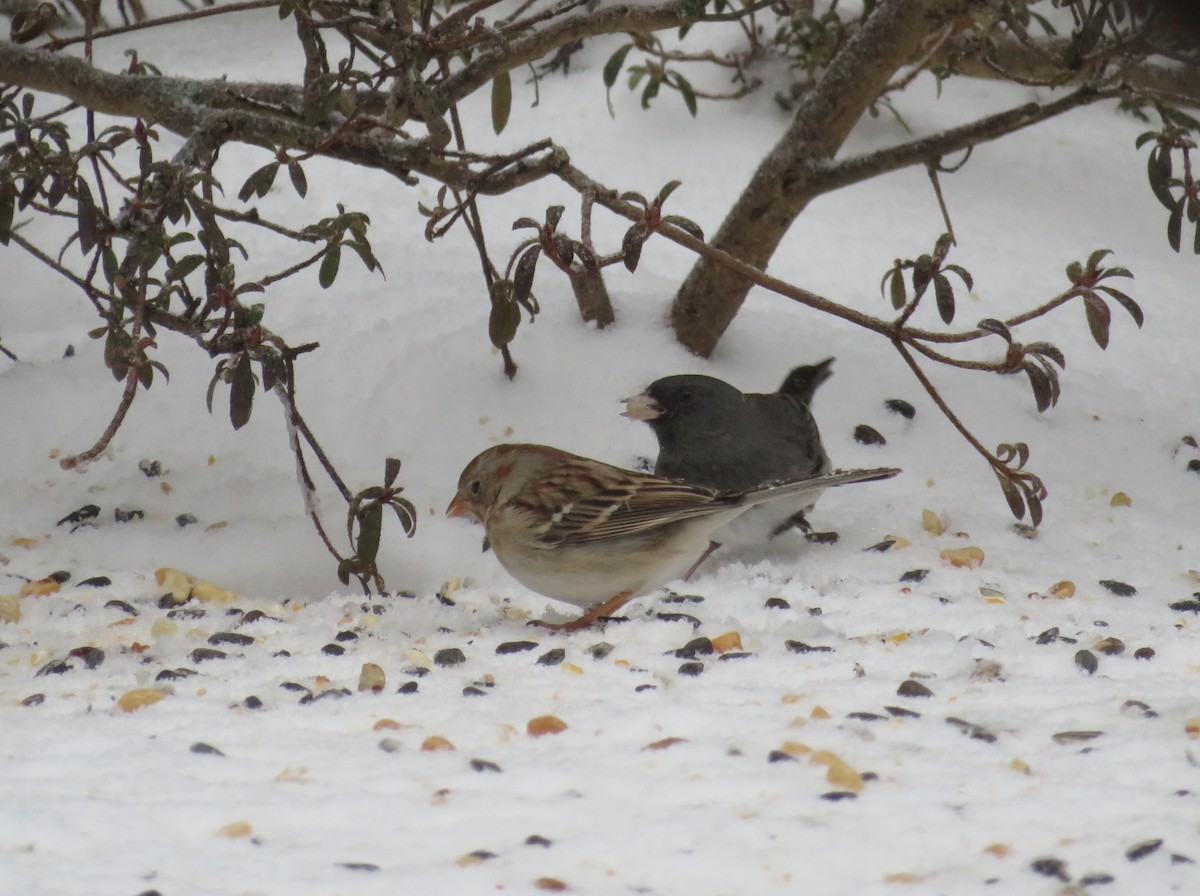 Field Sparrow - ML309380071