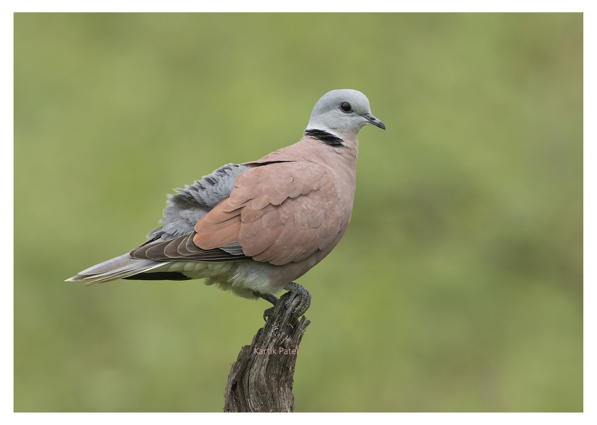 Red Collared-Dove - ML309381751