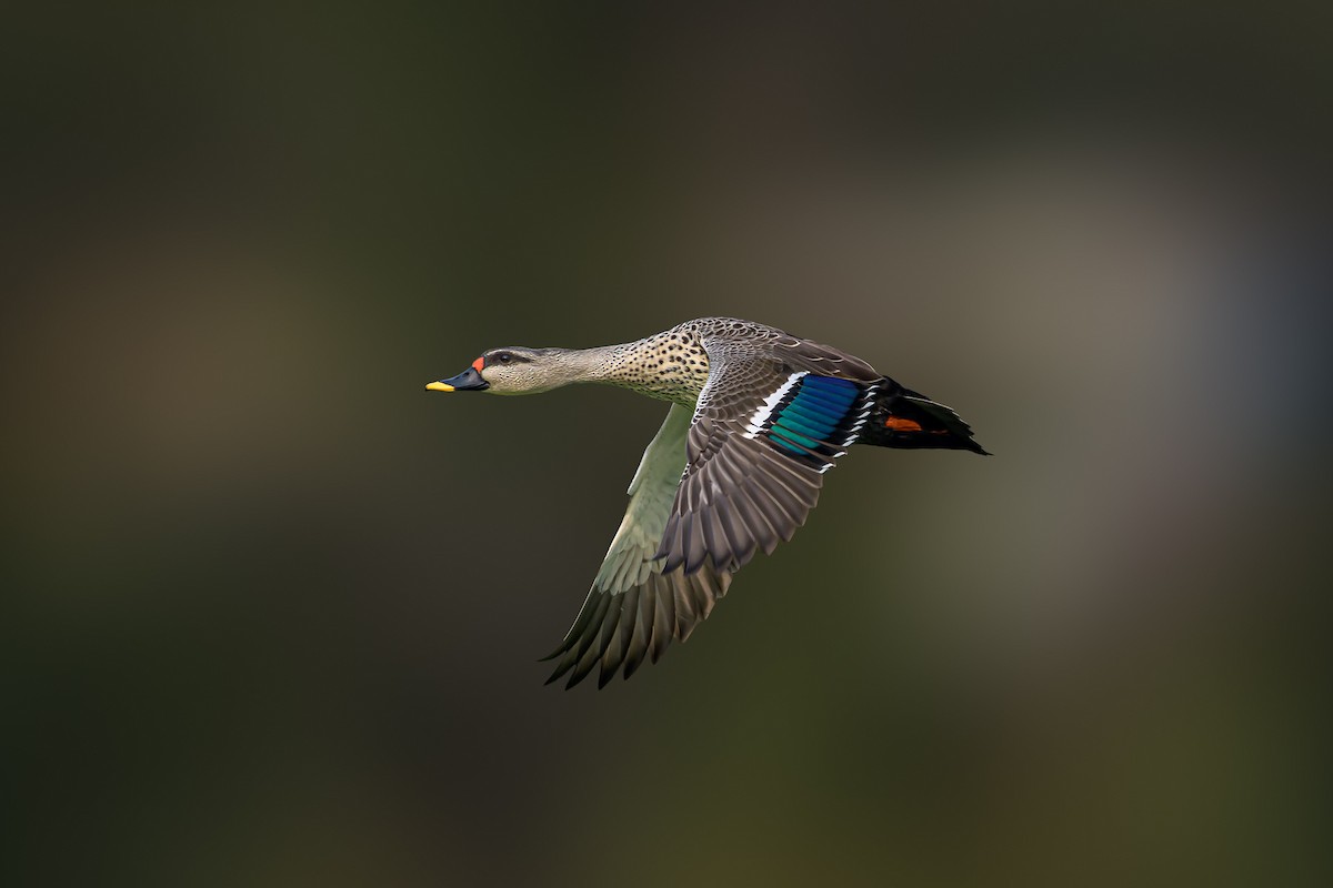 Indian Spot-billed Duck - Nitin Chandra
