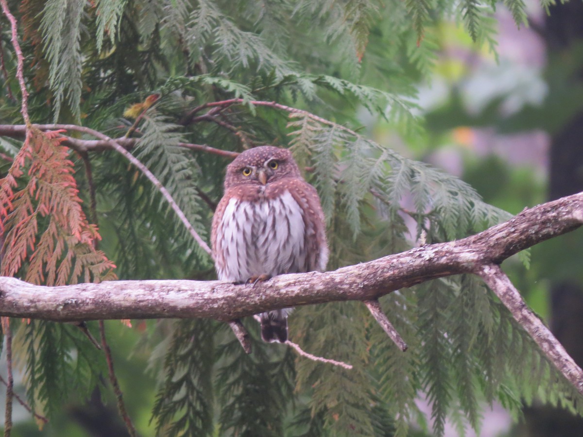 Northern Pygmy-Owl - ML309393391