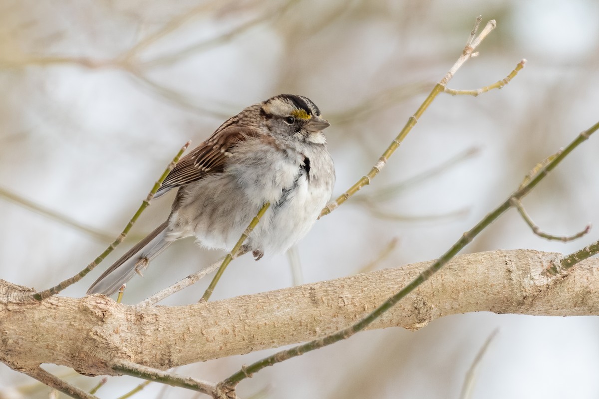 White-throated Sparrow - ML309393941