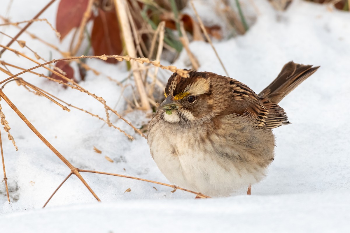 White-throated Sparrow - ML309393991