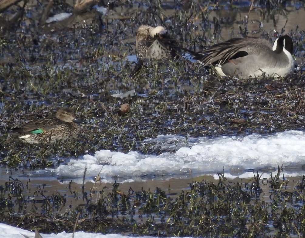 Green-winged Teal - sandy berger