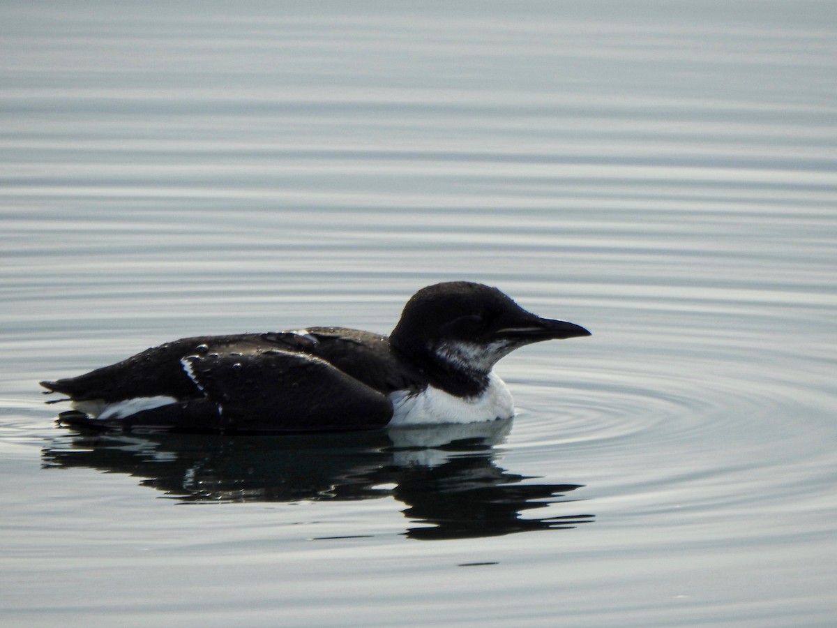 Thick-billed Murre - ML309398511
