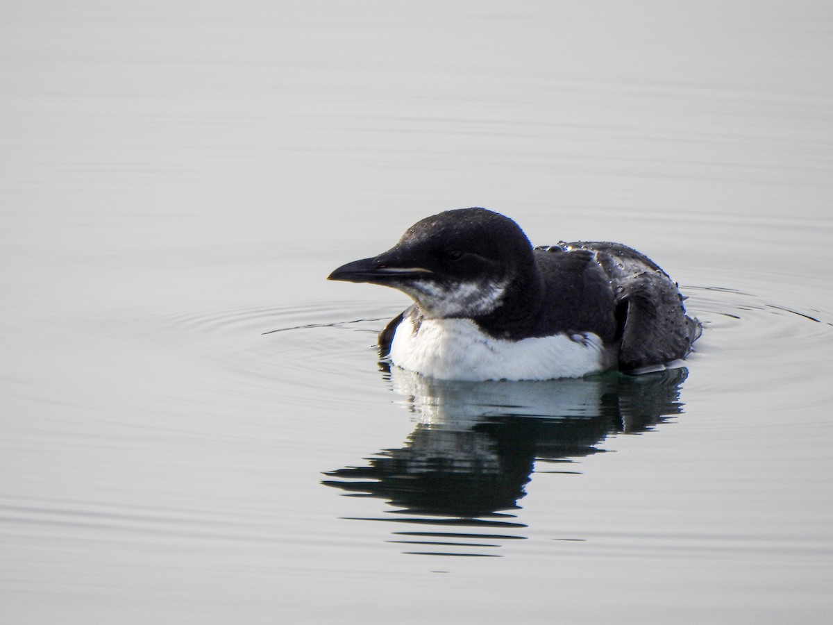 Thick-billed Murre - ML309398571