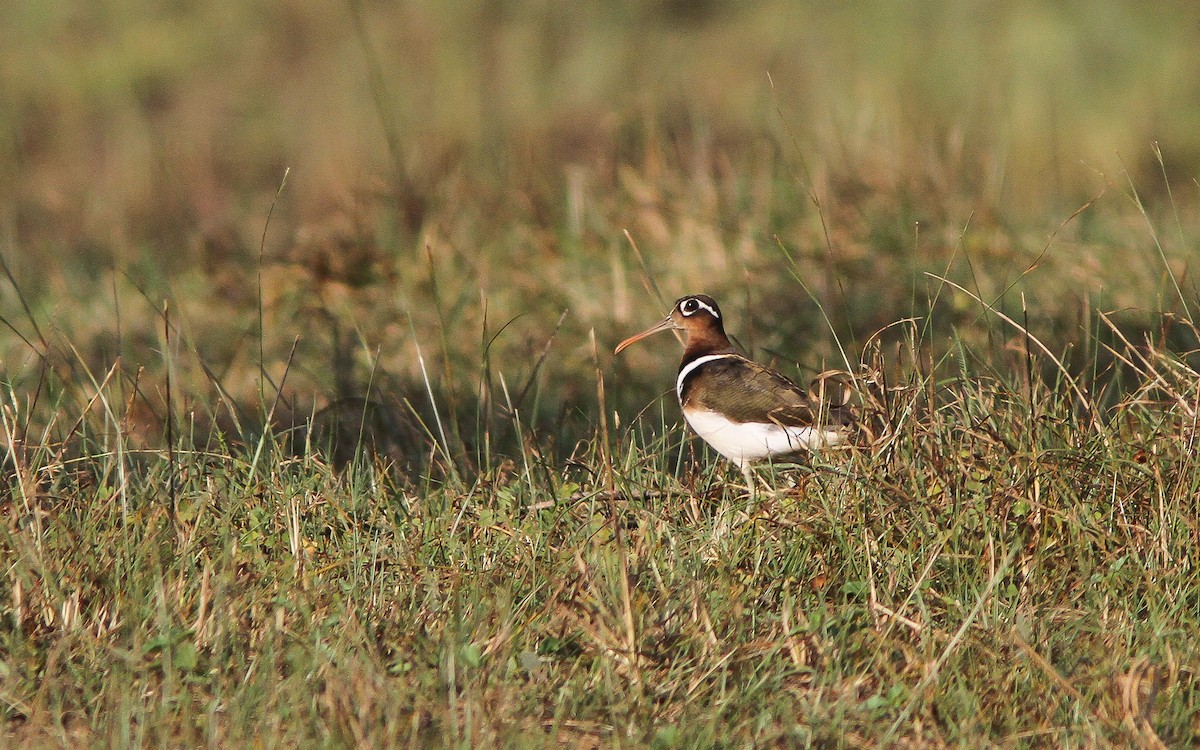 Greater Painted-Snipe - Uku Paal