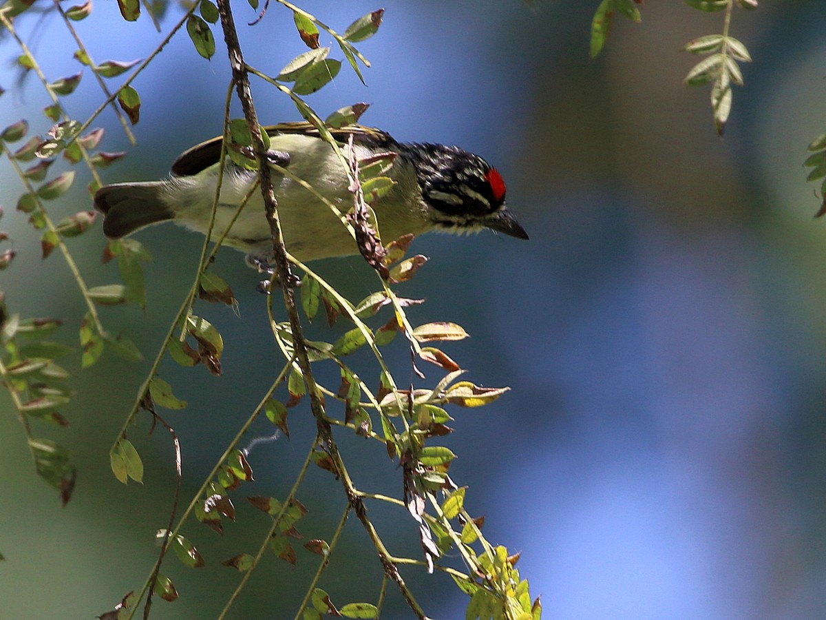 Red-fronted Tinkerbird - ML309408441