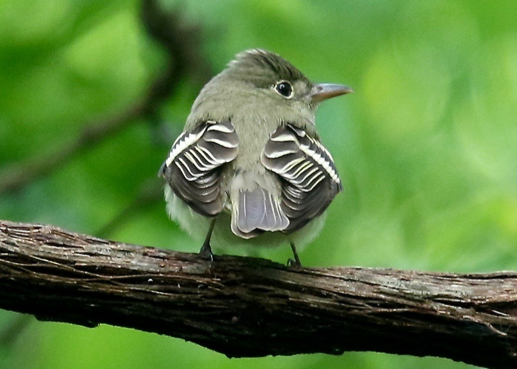Acadian Flycatcher - Mary/Maury Humes