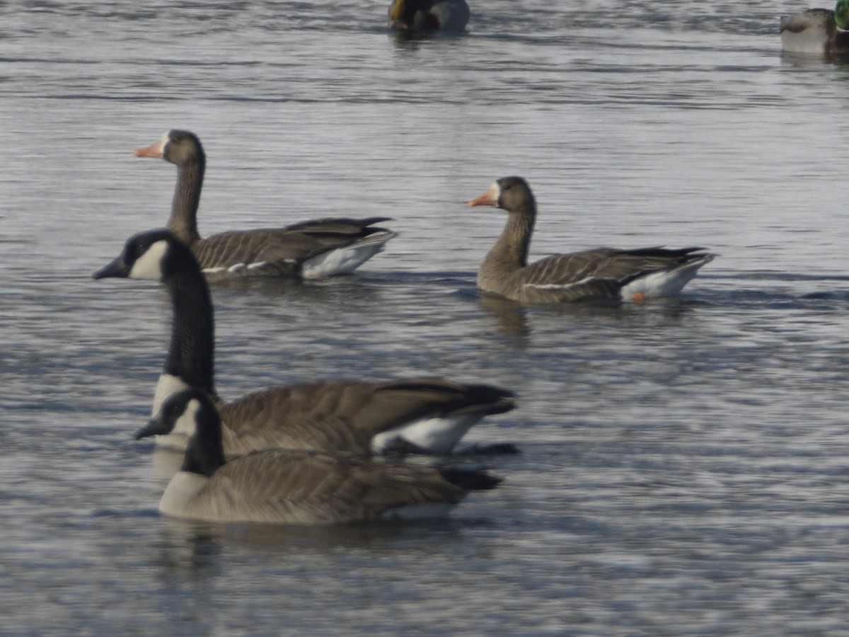 Greater White-fronted Goose - ML309417621