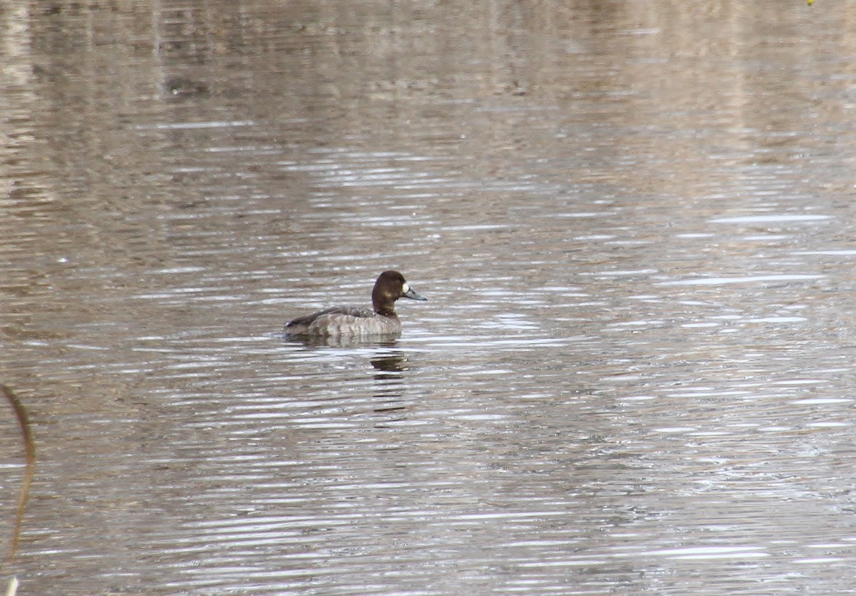 Greater/Lesser Scaup - Jared Peck