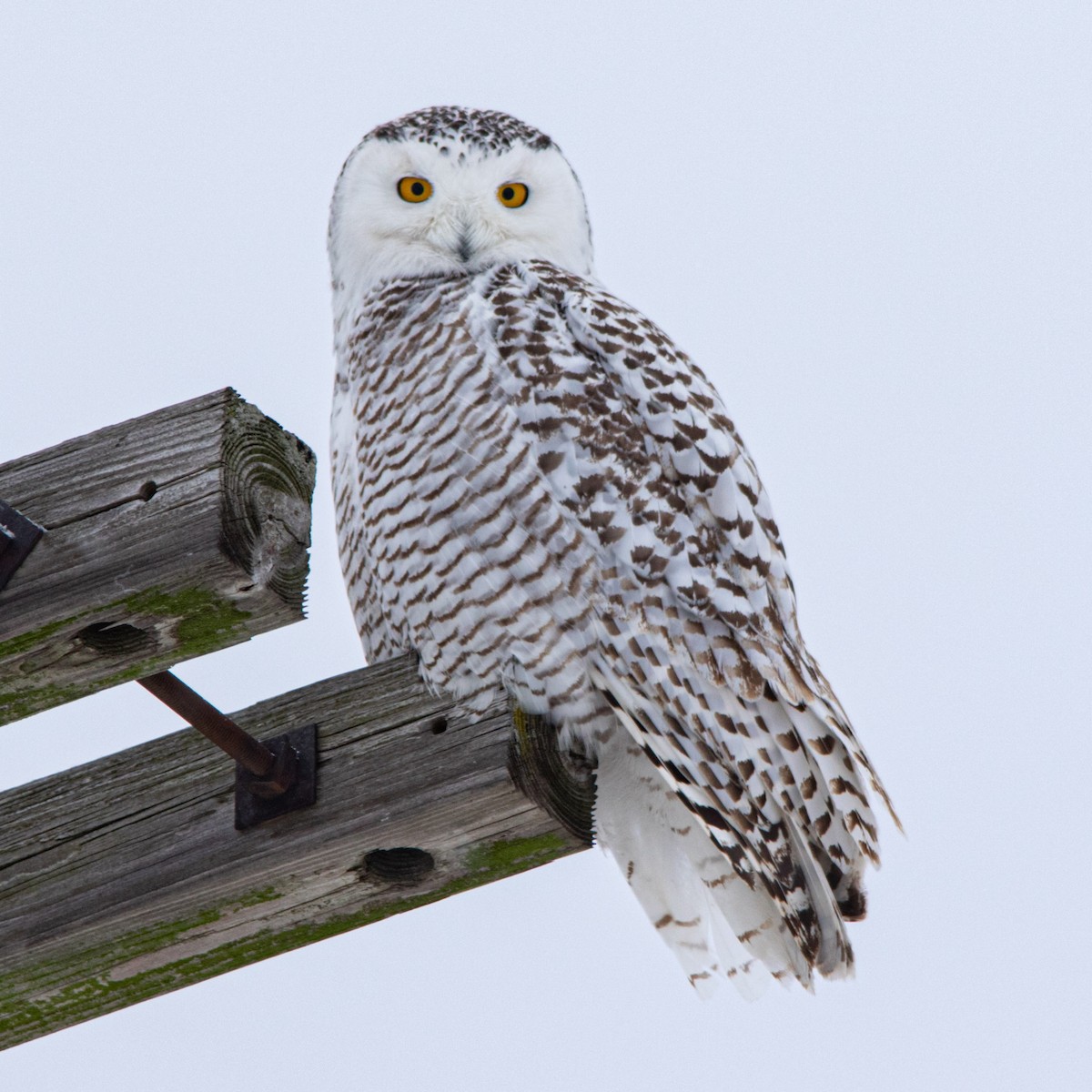 Snowy Owl - ML309425831