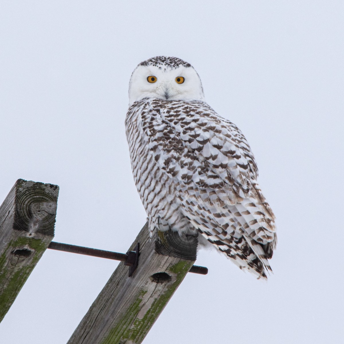 Snowy Owl - ML309425861