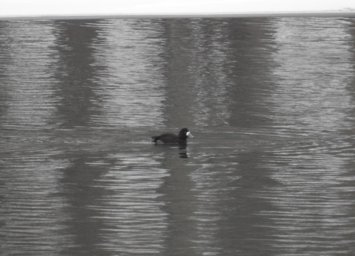 Greater Scaup - ML309429031