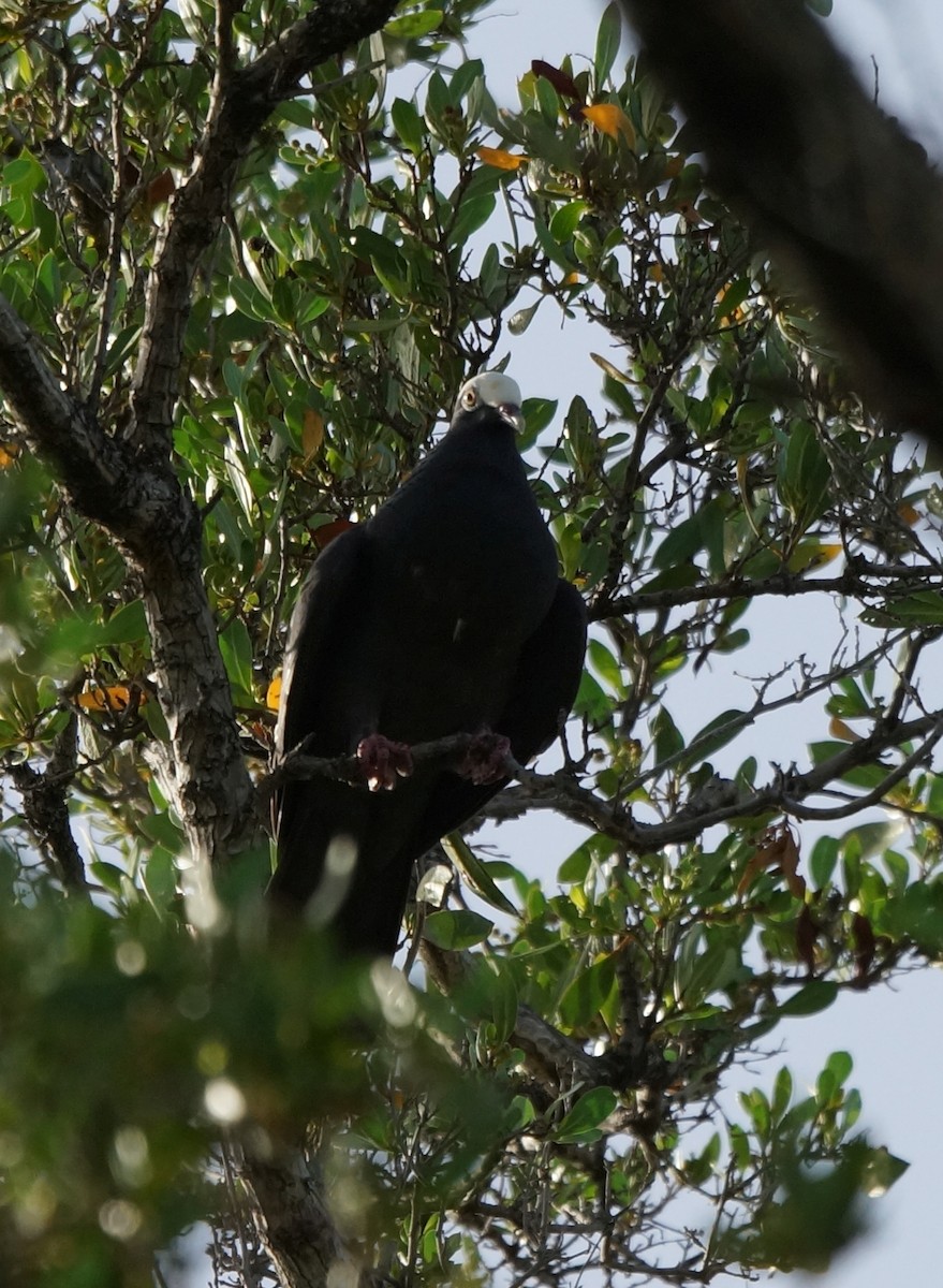 White-crowned Pigeon - ML30942941