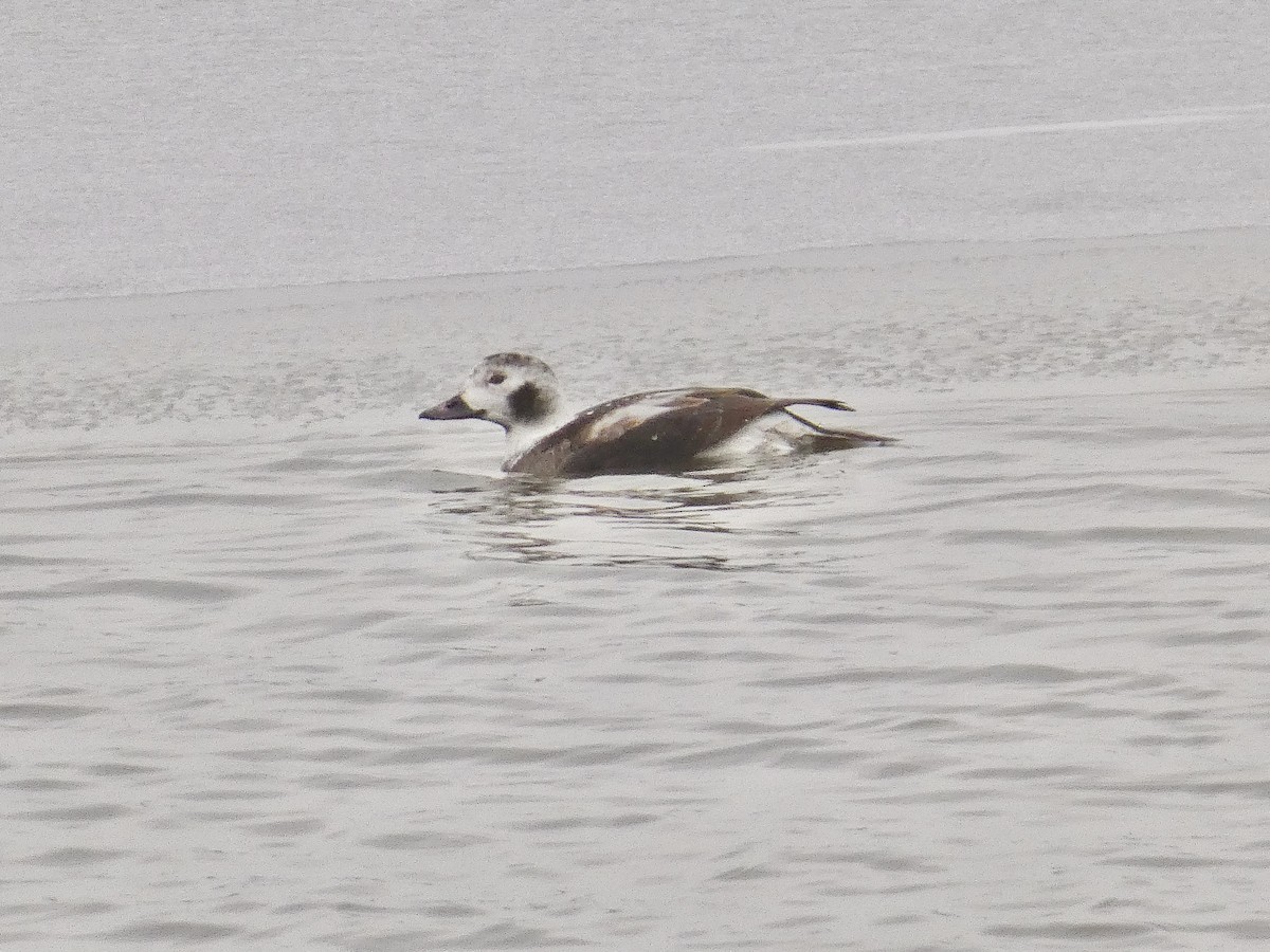 Long-tailed Duck - ML309435151