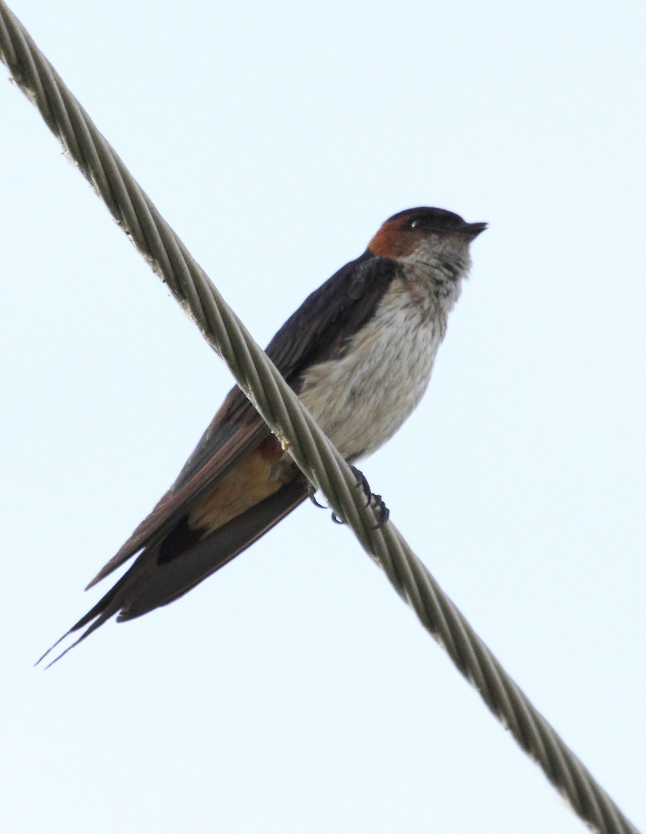 Red-rumped Swallow - ML30943621