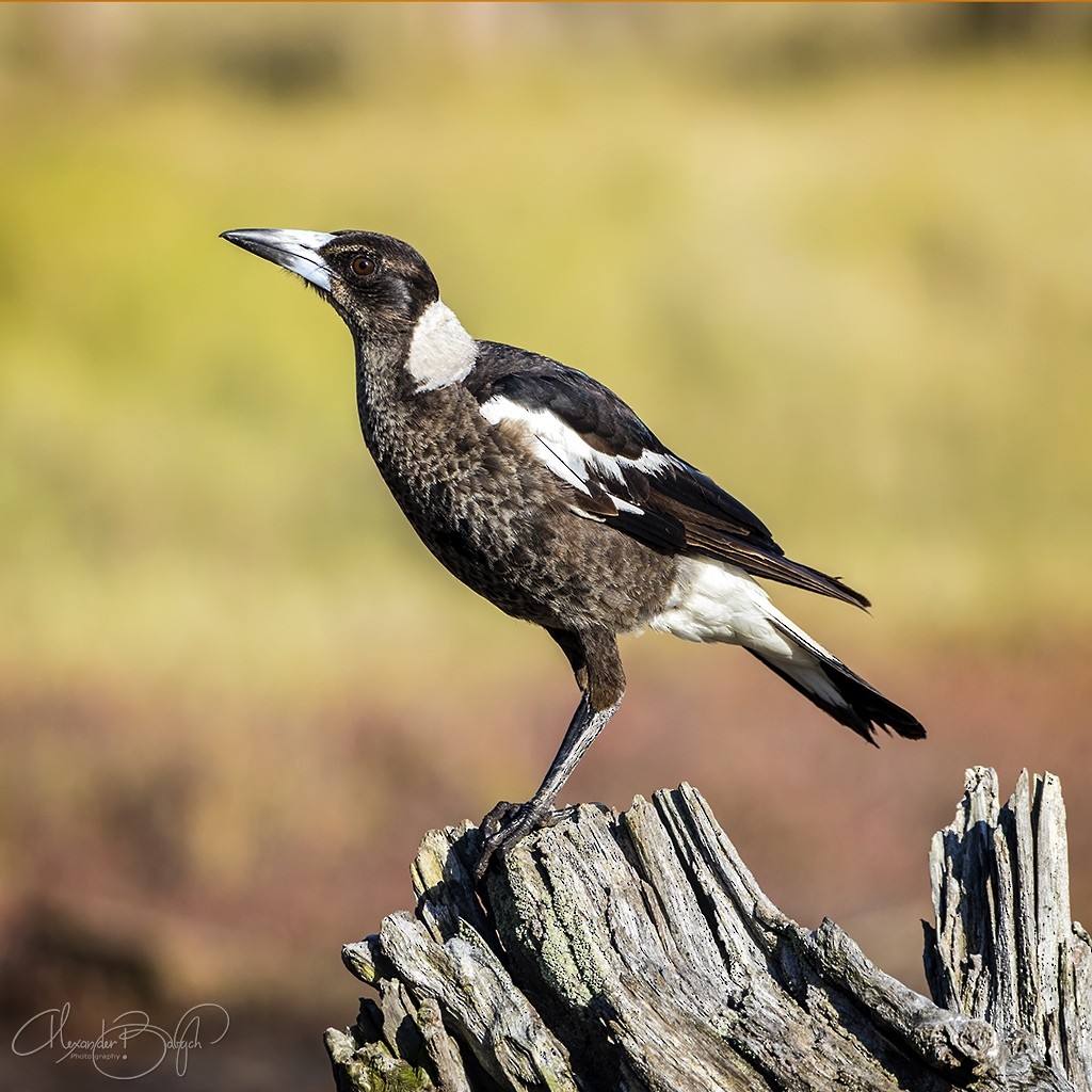 Australian Magpie (Black-backed) - ML309443841