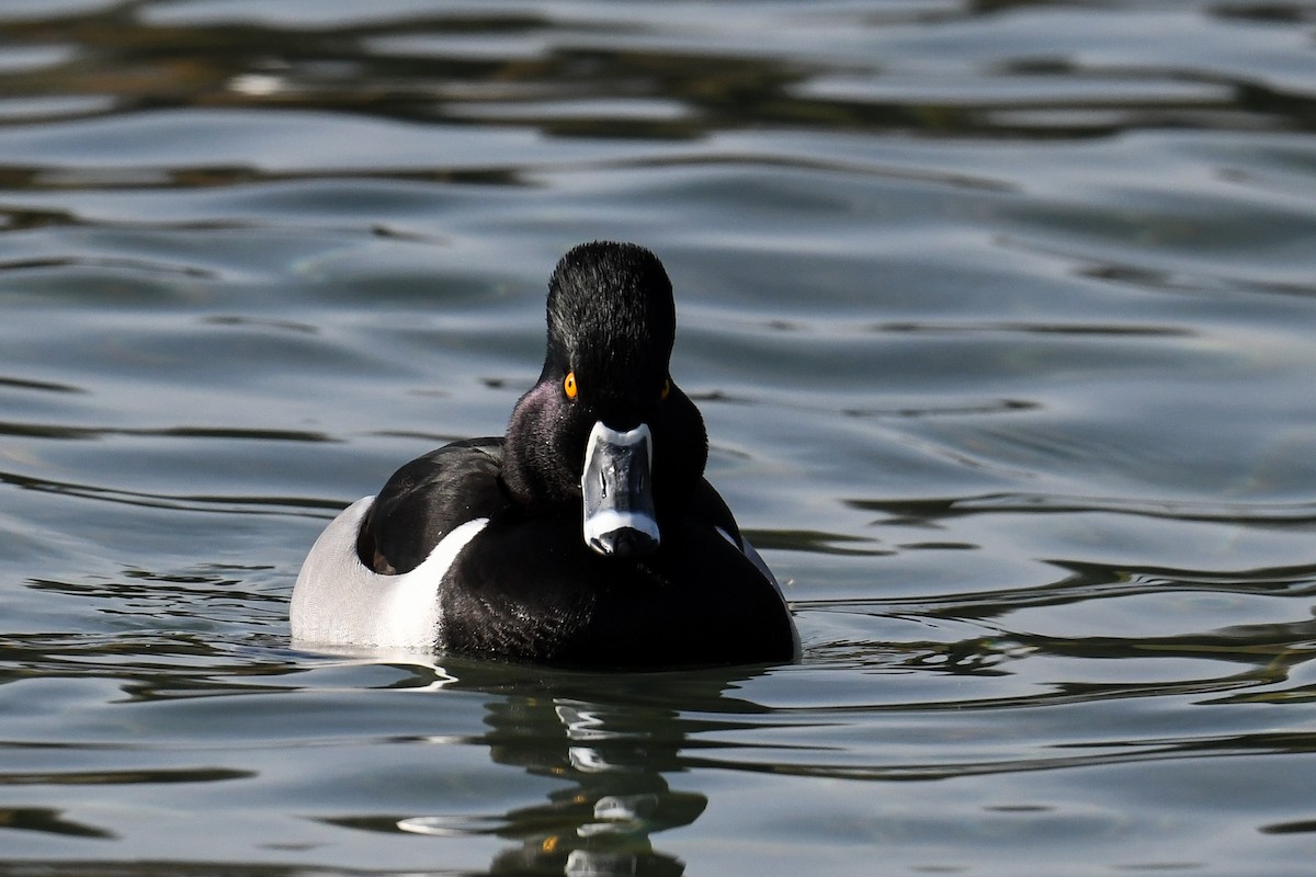 Ring-necked Duck - ML309444051