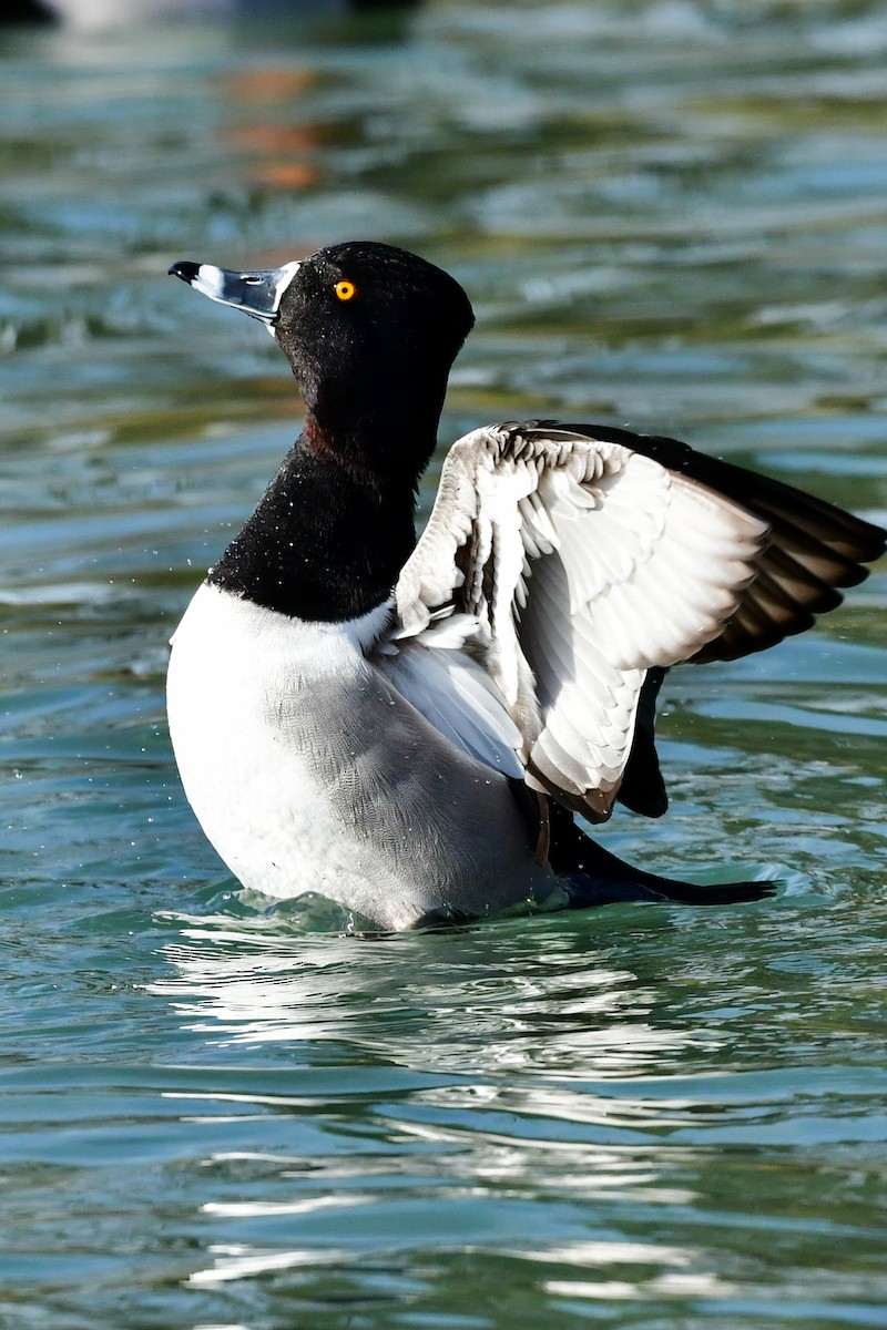 Ring-necked Duck - ML309447121