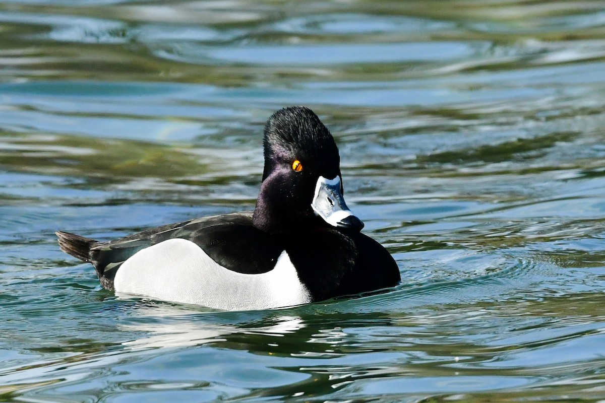 Ring-necked Duck - ML309447151