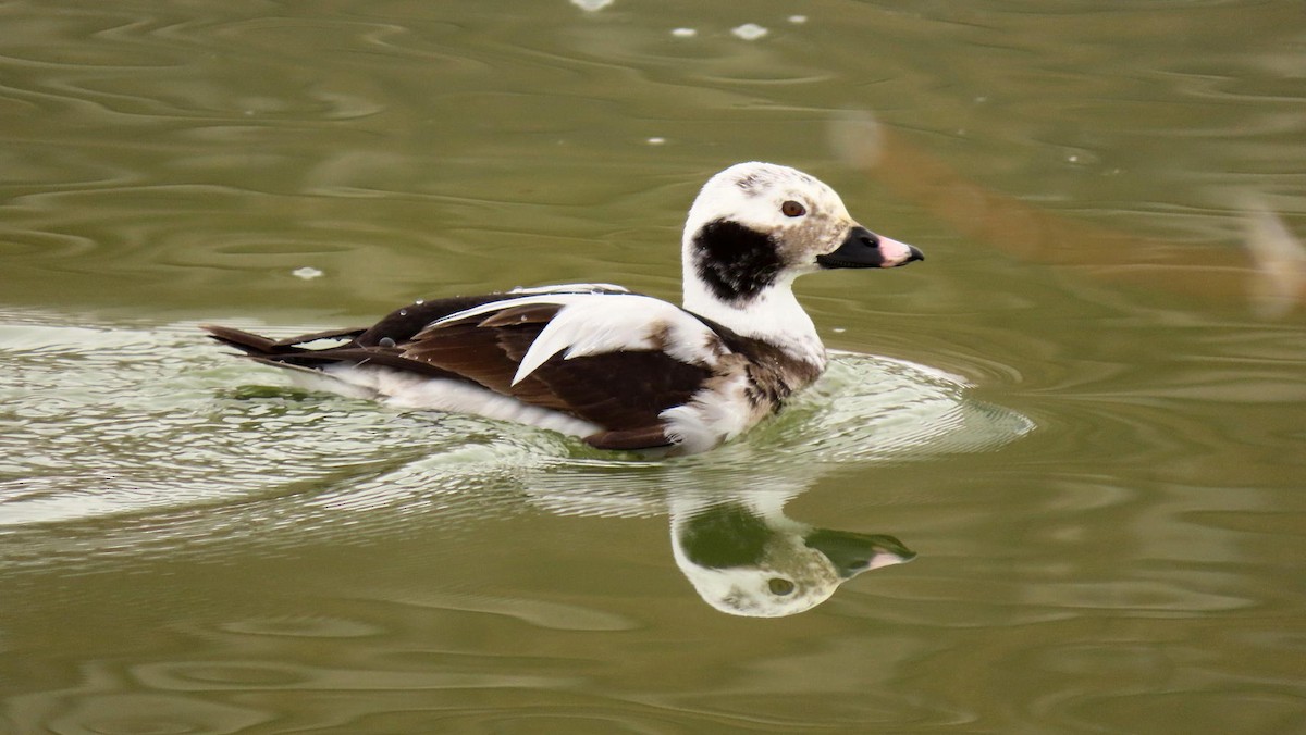 Long-tailed Duck - David Cooney Jr