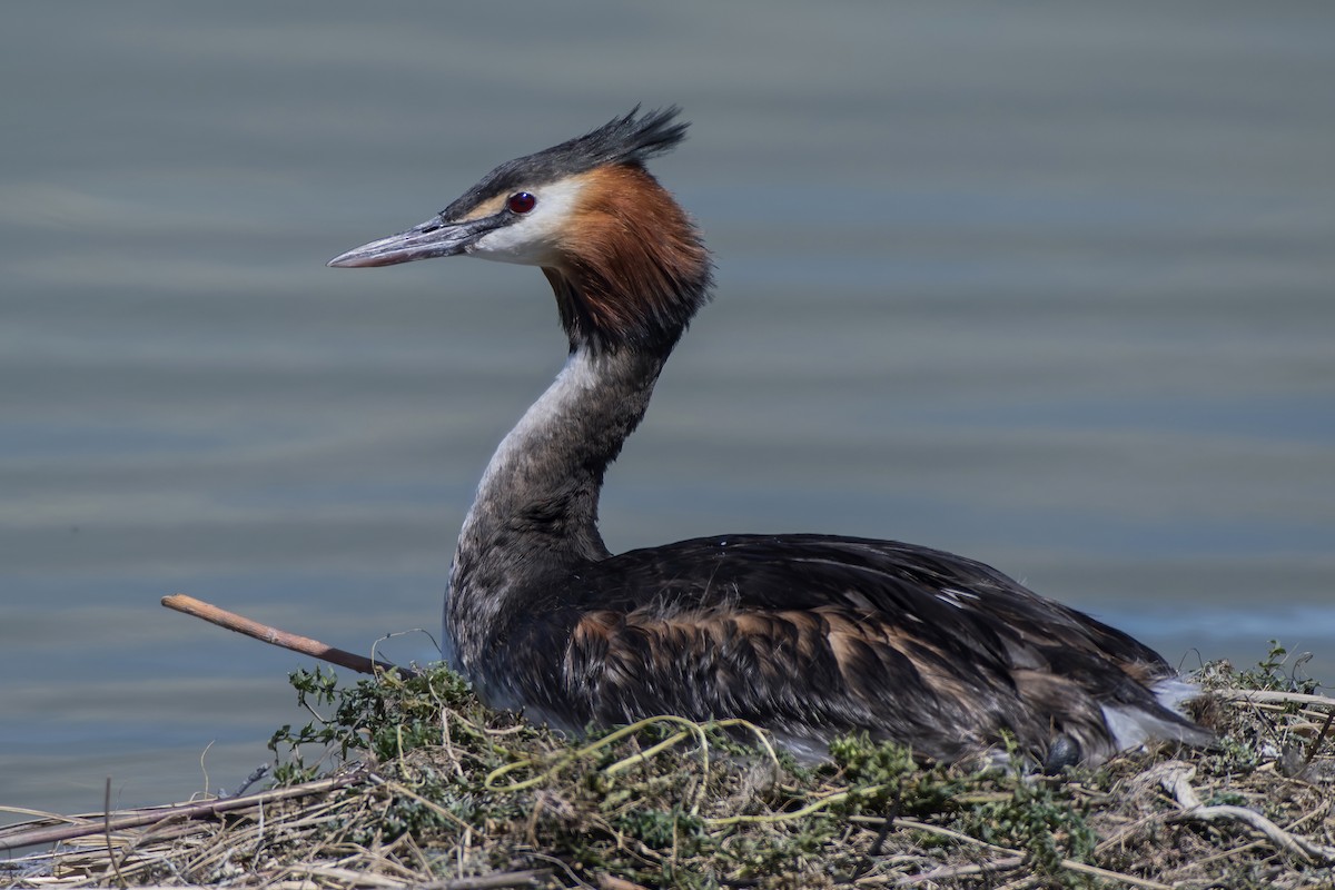 Great Crested Grebe - ML309457411