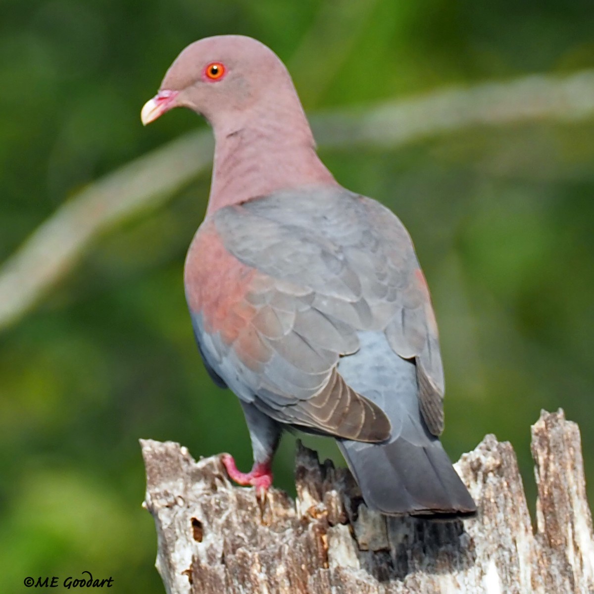 Red-billed Pigeon - ML309459061