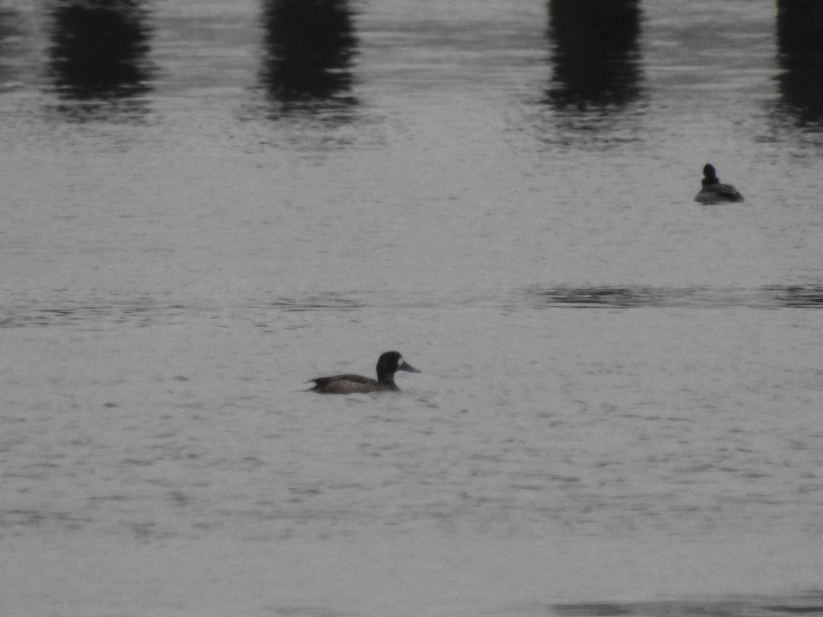 Greater Scaup - ML309469181
