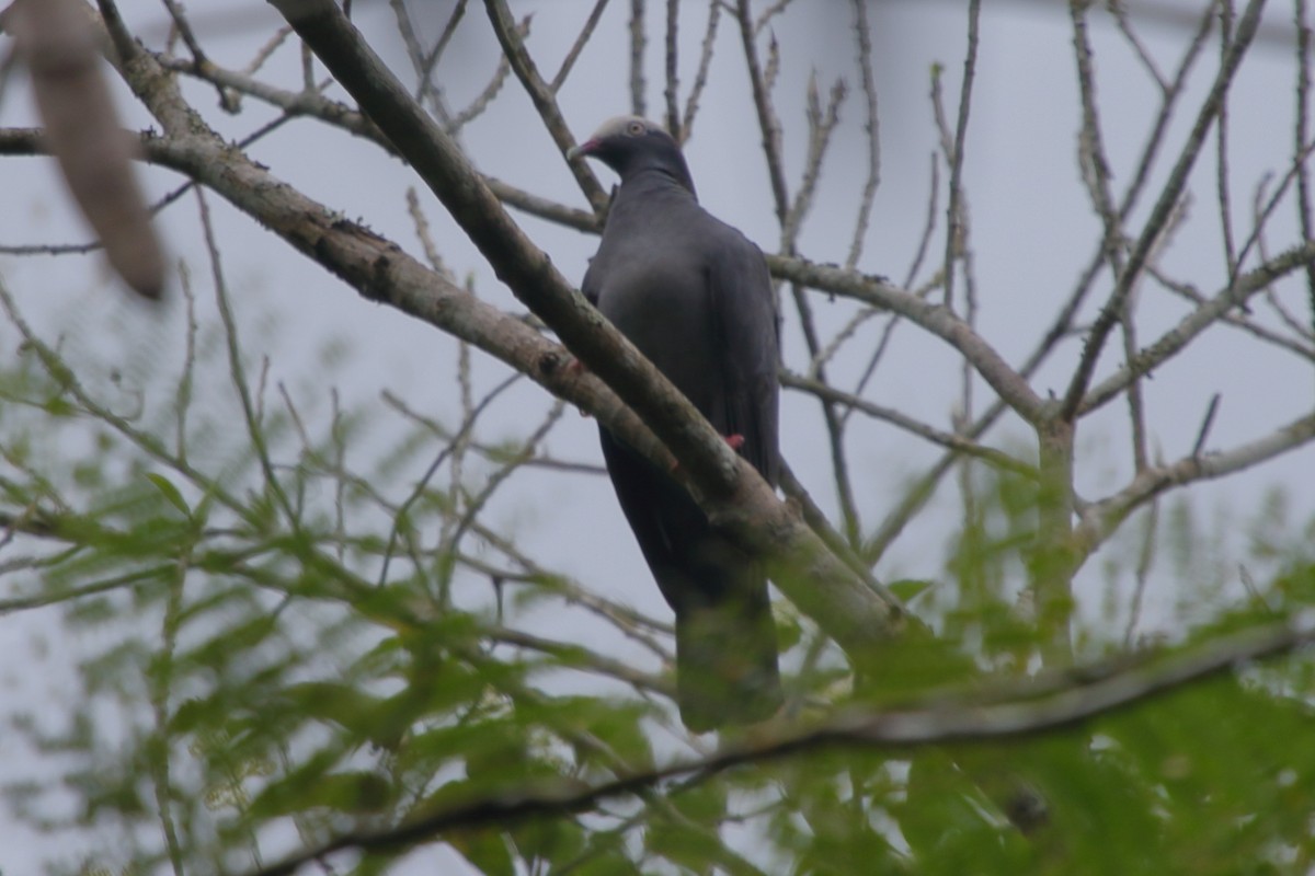 White-crowned Pigeon - ML309475161