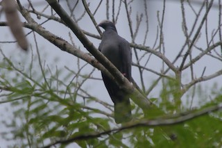 White-crowned Pigeon, ML309475161