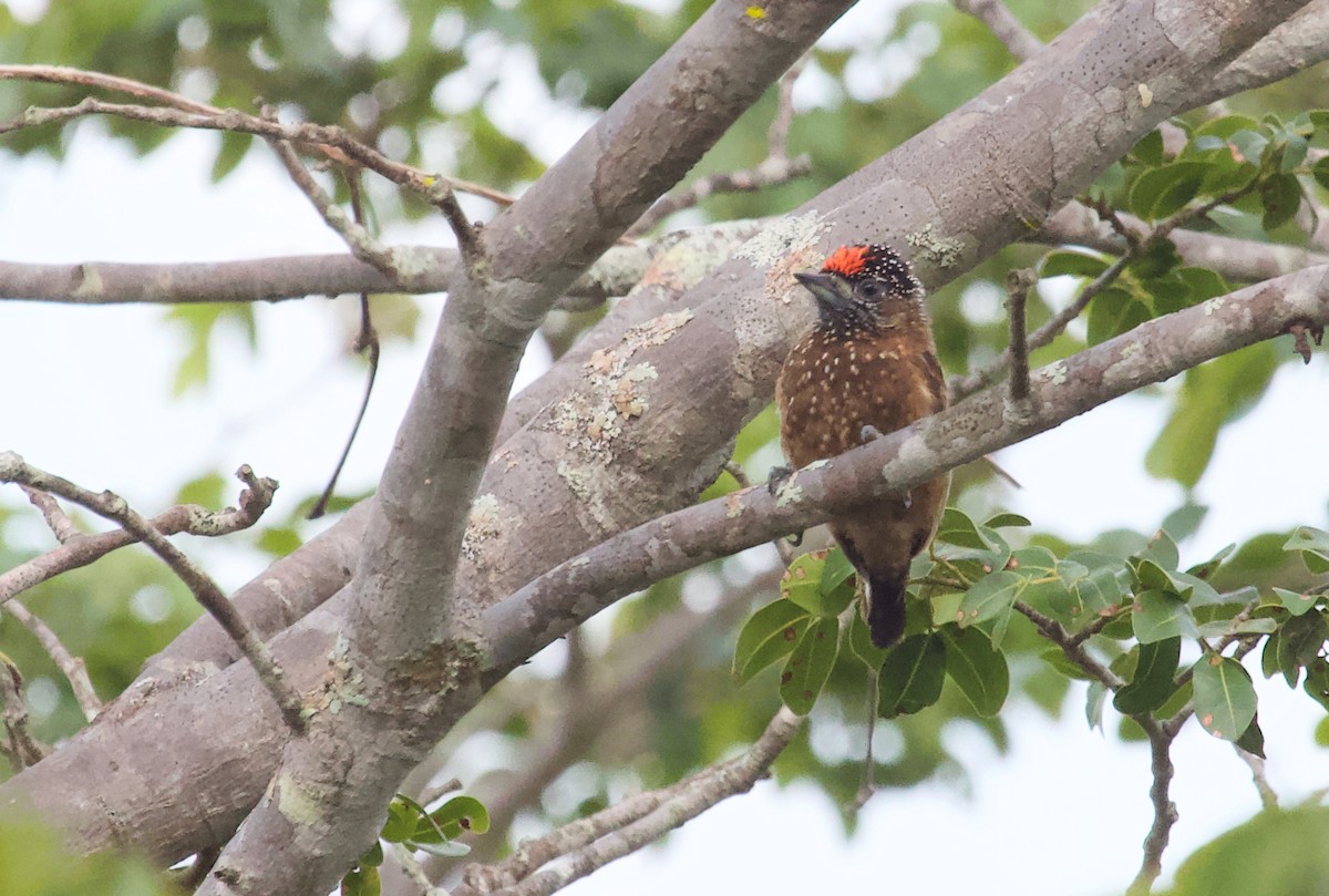 Spotted Piculet - ML309480031