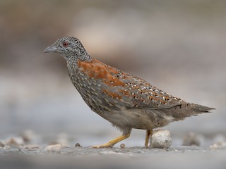  - Painted Buttonquail