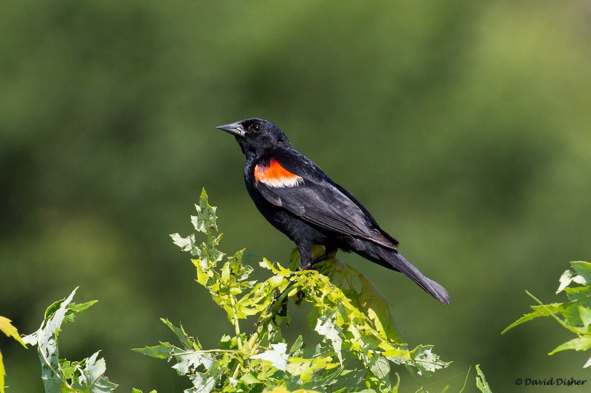 Red-winged Blackbird - David Disher