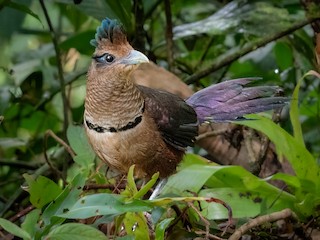  - Rufous-vented Ground-Cuckoo