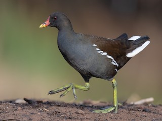 Eurasian Moorhen - Gallinula chloropus - Birds of the World