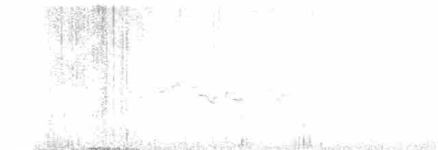 maoriflueskvett (macrocephala gr.) - ML309492791