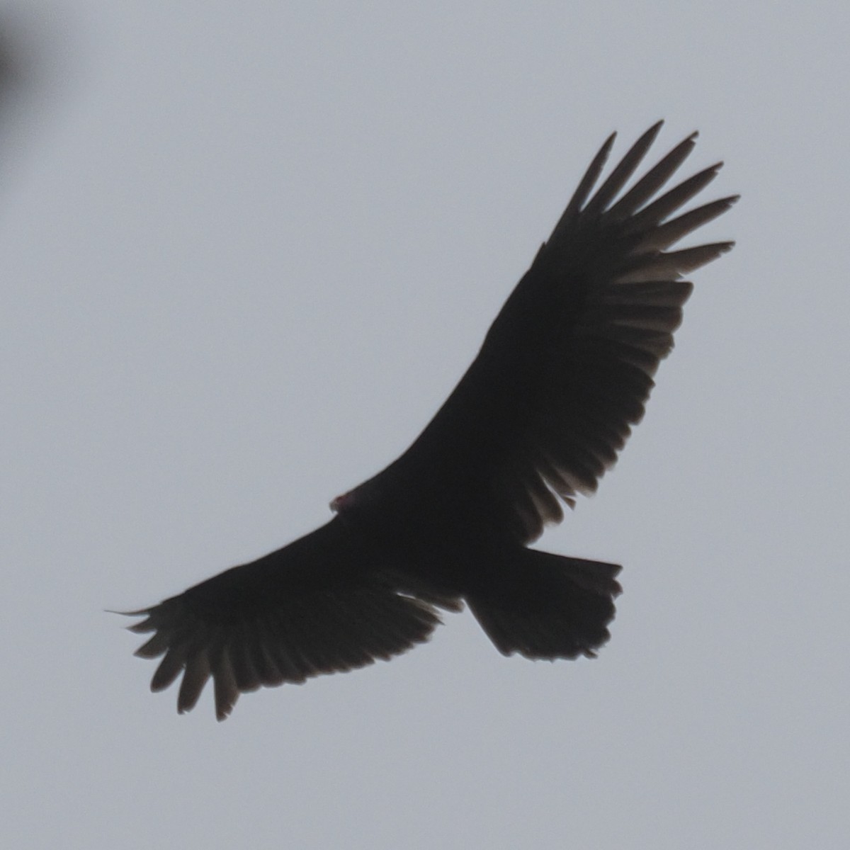 Turkey Vulture - ML309494491