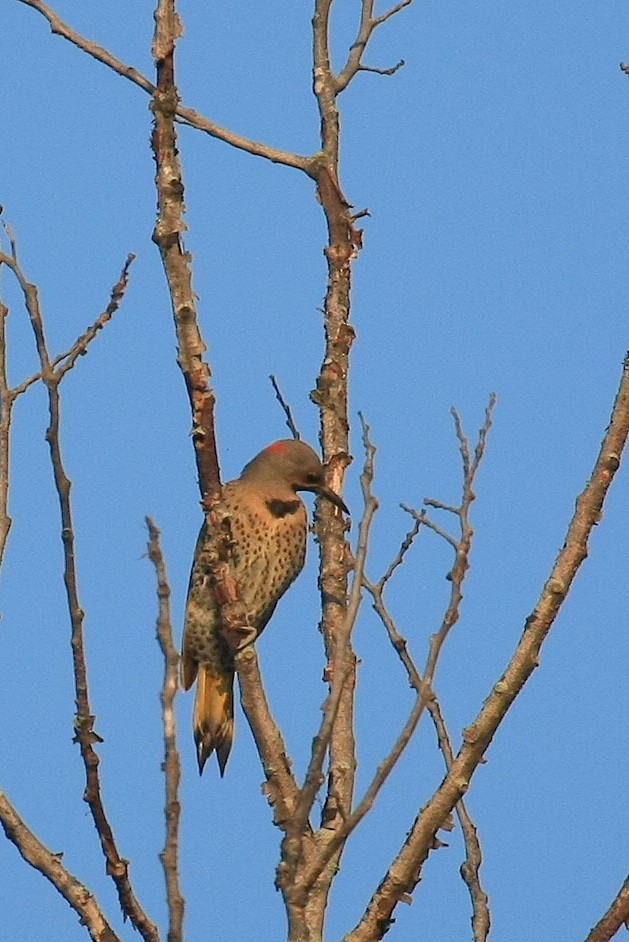 Northern Flicker (Yellow-shafted) - ML30950481