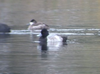 Greater Scaup - ML309506311
