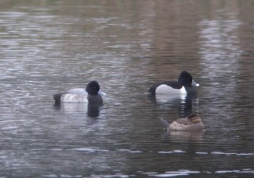 Greater Scaup - Larry Siemens