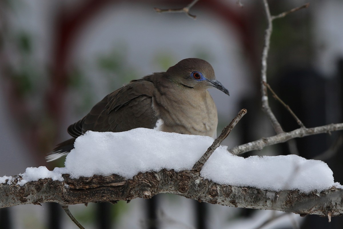 White-winged Dove - Don Brode