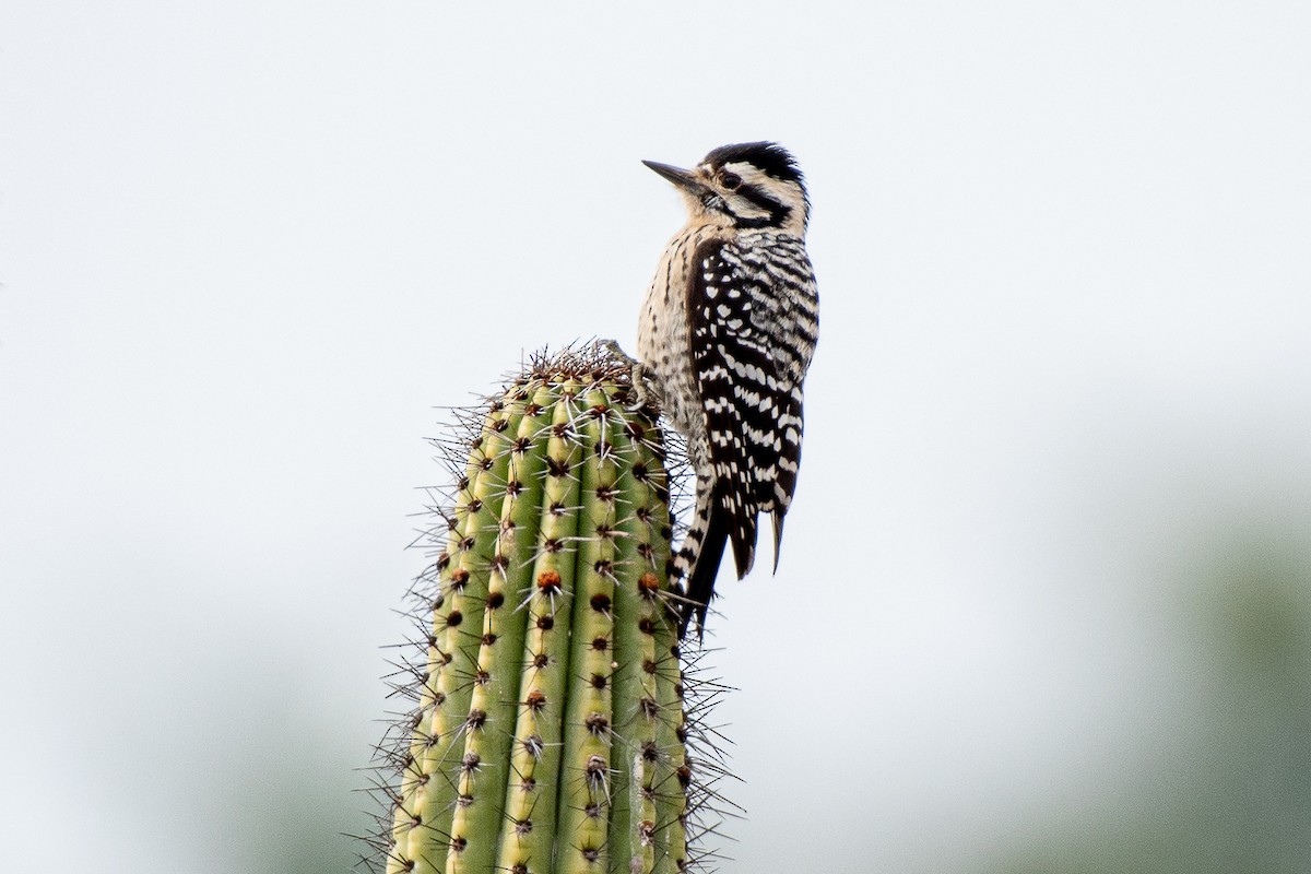 Ladder-backed Woodpecker - German Garcia